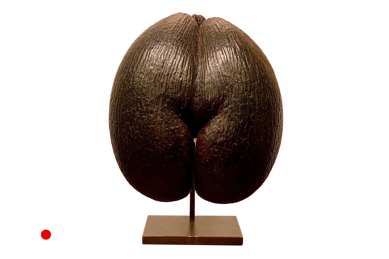 Coco De Mer
